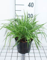 Pennisetum alopecuroides 'Moudry'   pot 3L