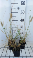 Pennisetum alopecuroides 'Reborn'   pot 9x9 cm