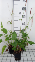 Persicaria amplexicaulis 'Rowden Gem'   pot 9x9 cm  