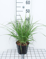 Pennisetum alopecuroides 'Red Head'   pot 3L