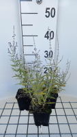 Perovskia atriplicifolia 'Blue Jean Baby'   pot 9x9 cm  