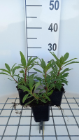 Penstemon 'Catherine de la Mare'   pot 9x9 cm  