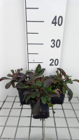 Penstemon 'Dark Towers'   pot 9x9 cm  