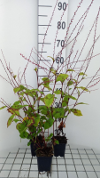 Persicaria filiformis   pot 9x9 cm