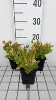 Persicaria kahil   pot 9x9 cm