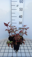 Persicaria microcephala 'Red Dragon'   pot 9x9 cm