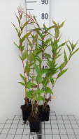 Persicaria polymorpha   pot 9x9 cm  