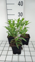 Penstemon 'Purple Passion'   pot 9x9 cm