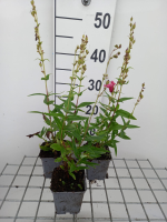 Penstemon 'Rubicunda'   pot 9x9 cm