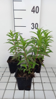 Penstemon 'Sour Grapes'   pot 9x9 cm