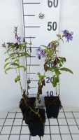 Phlox 'Blue Paradise'   pot 9x9 cm  