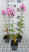 Phlox 'Herbstwalzer'   pot 9x9 cm  