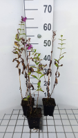 Phlox 'The King'   pot 9x9 cm