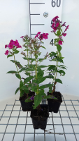 Phlox 'Kirchenfürst'   pot 9x9 cm  