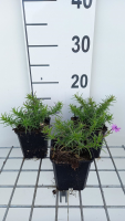 Phlox 'Purple Beauty'   pot 9x9 cm  