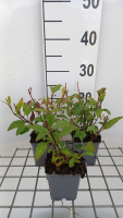 Phygelius x rectus 'African Queen'   pot 9x9 cm