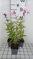 Phlox 'Rosa Pastell'   pot 9x9 cm