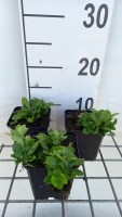 Phlox stolonifera 'Alba'   pot 9x9 cm