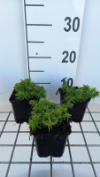Phlox 'Samson'   pot 9x9 cm