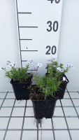 Phlox 'Bavaria'   pot 9x9 cm