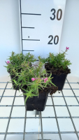 Phlox 'Scarlet Flame'   pot 9x9 cm  