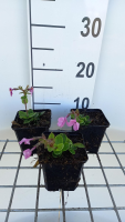 Phlox stolonifera 'Home Fires'   pot 9x9 cm  