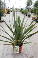 Phormium tenax   pot 10L   60 80 cm