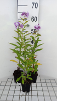 Phlox 'Uspech'   pot 9x9 cm  