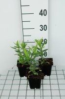 Physostegia virginiana 'Vivid'   pot 9x9 cm