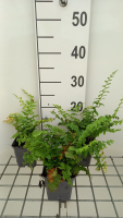 Polystichum acrostichoides   pot 9x9 cm