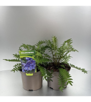 Polemonium yezoense 'Polbress' (Bressingham Purple)   pot 9x9 cm  