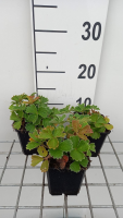 Potentilla megalantha   pot 9x9 cm  