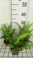Polystichum munitum   pot 9x9 cm  