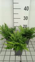 Polystichum tsussimense   pot 9x9 cm  