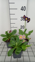 Primula auricula   pot 9x9 cm  