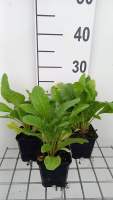 Primula x bulleesiana   pot 9x9 cm  