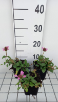 Prunella grandiflora 'Pink Loveliness'   pot 9x9 cm