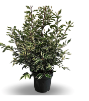 Prunus lusitanica 'Variegata'   pot 12L   60 80 cm