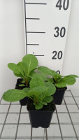 Primula pulverulenta   pot 9x9 cm  