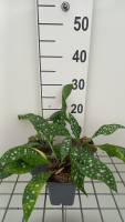 Pulmonaria 'Trevi Fountain'   pot 9x9 cm  