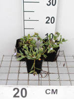 Pulmonaria 'Ocupol' (Opal)   pot 9x9 cm  