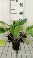 Pulmonaria rubra   pot 9x9 cm