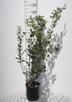 Quercus ilex   pot 5L   80 100 cm