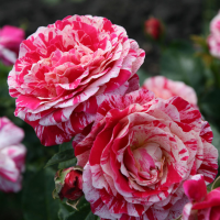 Rosa 'Korhocsel' (Abracadabra)   blote wortel