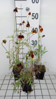 Ratibida columnifera var. Pulcherrima   pot 9x9 cm  