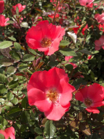 Rosa 'Meipopul' (Amstelveen)   pot 1,3L