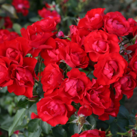 Rosa 'Korschwill' (Black Forest Rose)   blote wortel