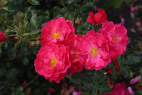 Rosa 'Aromikeh' (Hotline)   Blote wortel