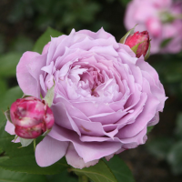 Rosa 'Korfriedhar' (Novalis, Poseidon)   blote wortel