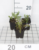 Rosmarinus officinalis 'Capri'   pot 9x9 cm  